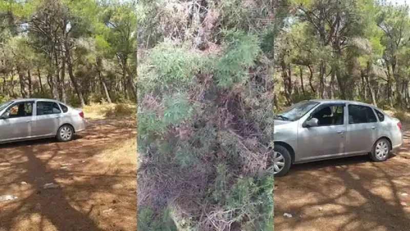 Arazide araba içinde sikişen çifti gizlice çekiyor Türk ifşa twitter : türk türbanlı pornoları (Sansürsüz)